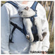Blue grid cat carrier backpack on city street with Glimbo and Glimby mascots - urban adventure